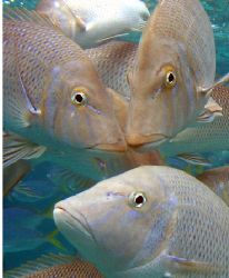 "Snapper Portrait", Ningaloo Reef by Penny Murphy 